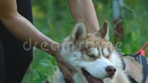 人手握狗爪与白人哈士奇的友谊视频的预览图