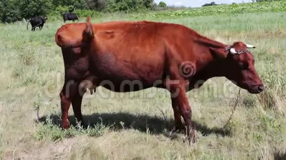 一头红色的大牛正在草地上吃草一种农业动物正在放牧视频的预览图