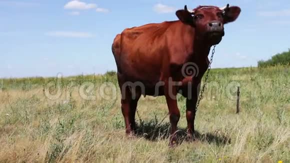 一头红色的大牛正在草地上吃草一种农业动物正在放牧视频的预览图