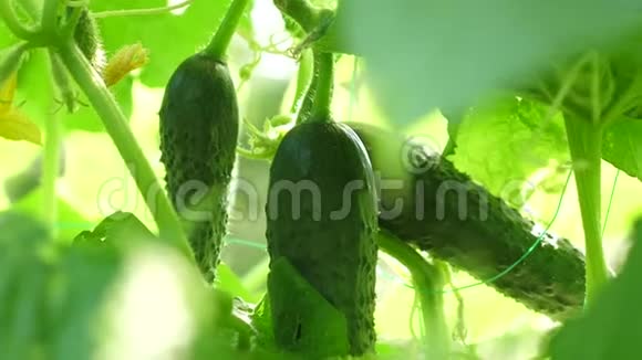 新鲜黄瓜生长在开阔的地面上黄瓜种植园在温室里种黄瓜绿色黄瓜长在视频的预览图