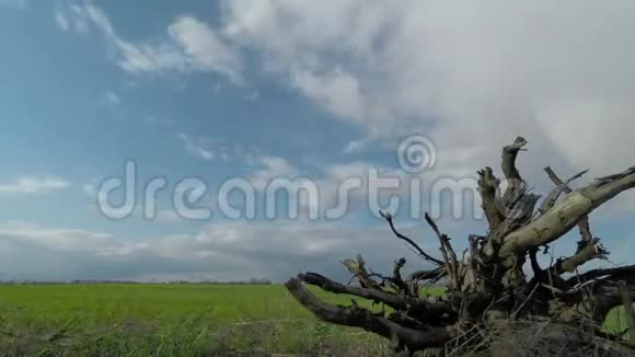 树和云的根扫过绿野视频的预览图