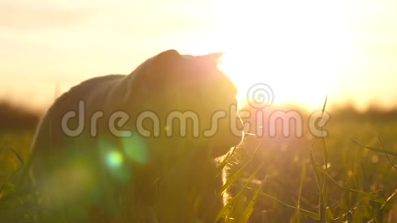 日落时分一只英国品种的猫在草地上的公园里散步视频的预览图