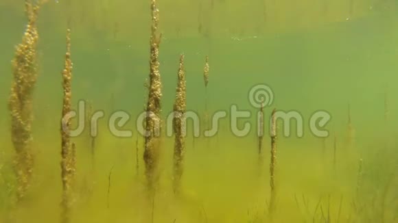 在利马浅深的绿藻敖德萨地区提利格尔斯基河口视频的预览图