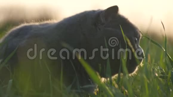日落时分一只英国品种的猫在草地上的公园里散步视频的预览图