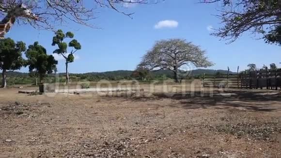 一群罗斯柴尔德的长颈鹿视频的预览图