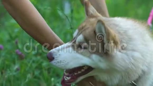 人手握狗爪与白人哈士奇的友谊视频的预览图