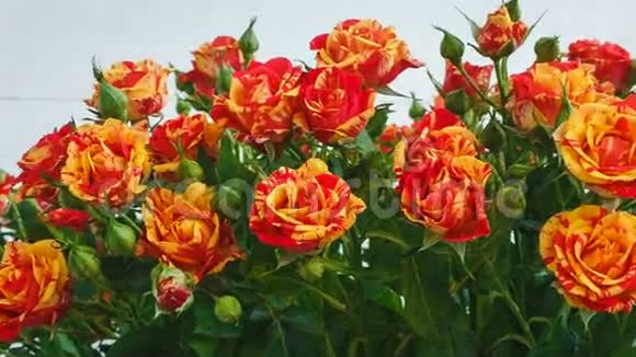 一束黄色和红色的玫瑰小玫瑰把相机对准一朵花特写镜头视频的预览图