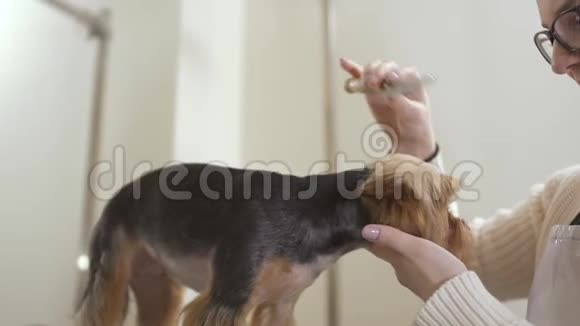 格鲁派为约克郡猎犬做发型视频的预览图