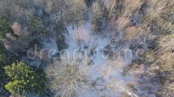 在冬天的树林里飞过桦树和云杉树视频的预览图