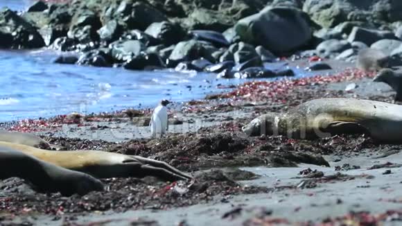 海滩上海豹中的企鹅视频的预览图