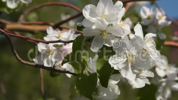 一棵开花的果树枝上的白色花朵视频的预览图