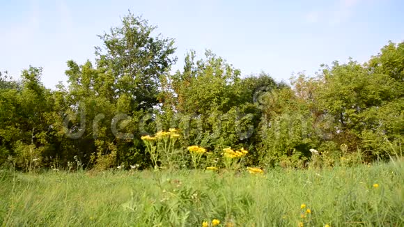 俄罗斯中部草地上的褐色花朵视频的预览图