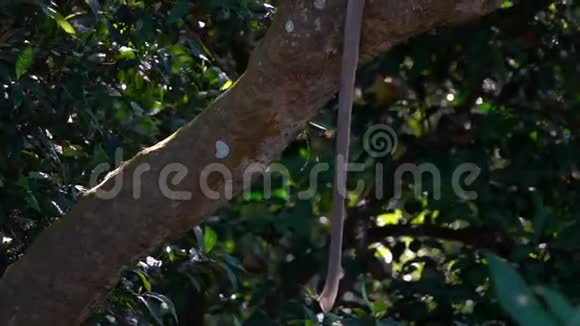坐在树枝上的灰朗古或哈努曼朗古视频的预览图