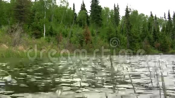 无缝环湖面上的芦苇床在风浪中摇曳无缝环视频的预览图