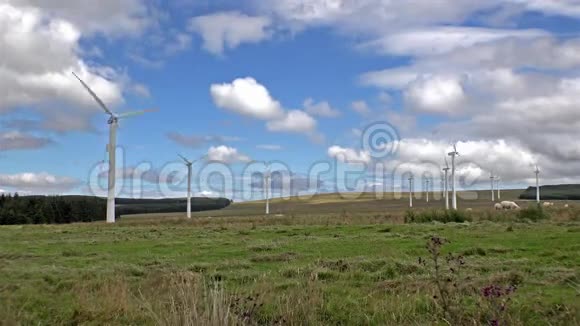 放牧绵羊延时风力发电场视频的预览图