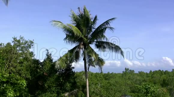 无缝环路与棕榈热带微风放松视频的预览图