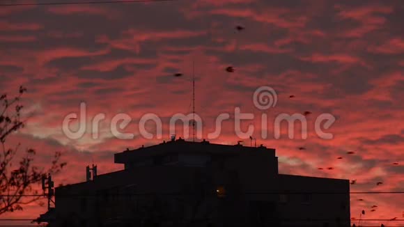 乌鸦在黄昏的天空中飞翔视频的预览图