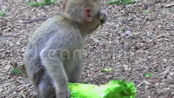 寻找营养的成年猴视频的预览图