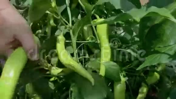 采摘成熟的黄椒蔬菜视频的预览图