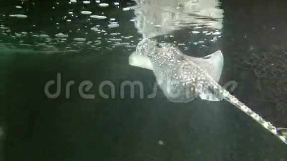 鲸尾黄貂鱼获得新鲜空气视频的预览图