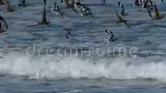 雀鸟飞越太平洋视频的预览图