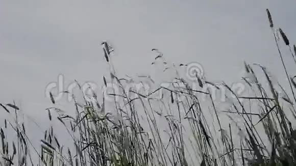 春末风日的草地视频的预览图