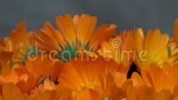 万寿菊金盏菊草本花卉开花顺时针转台视频的预览图