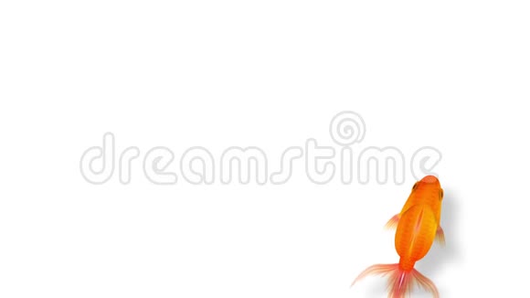 金鱼游泳白色背景下美丽的海鱼CG动画红色视频的预览图