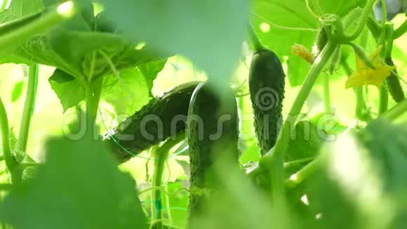 新鲜黄瓜生长在开阔的地面上黄瓜种植园在温室里种黄瓜绿色黄瓜长在视频的预览图