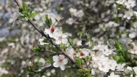 杏花盛开春色瓢虫视频的预览图