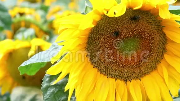 阳光明媚的风日向日葵在向日葵的田野上特写在花朵上飞舞的大黄蜂视频的预览图