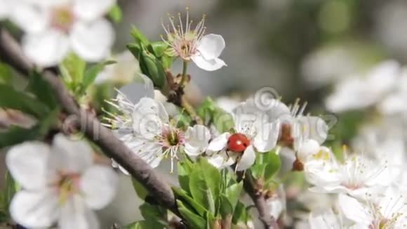 杏花盛开春色瓢虫视频的预览图