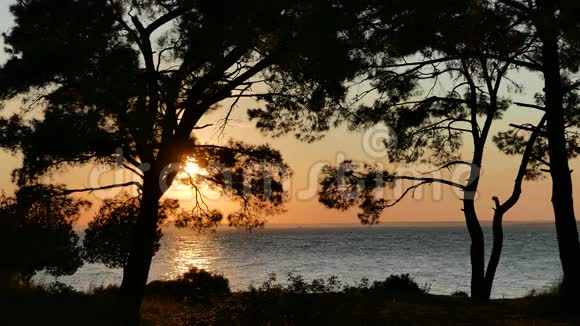 落日穿过松树在海上4公里视频的预览图