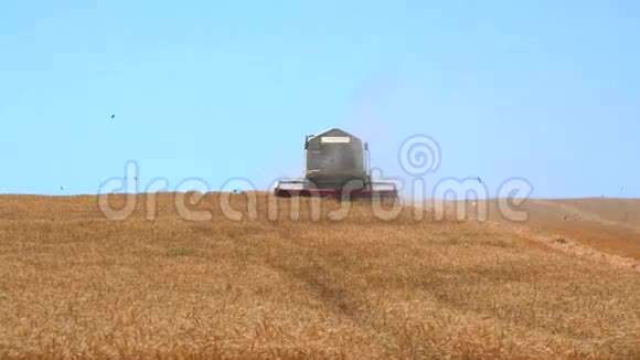 收割机收集小麦4k视频的预览图