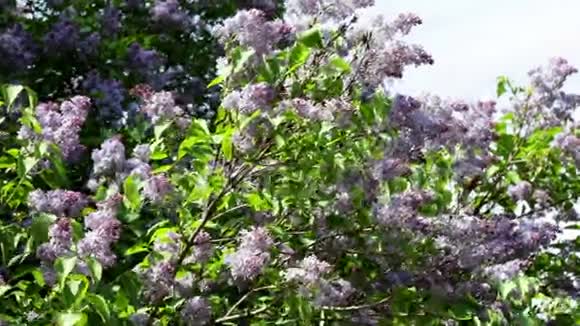 有淡紫色灌木的春天花园视频的预览图