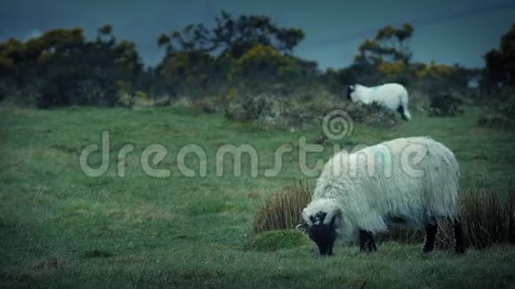 绵羊在崎岖的风山顶上放牧视频的预览图