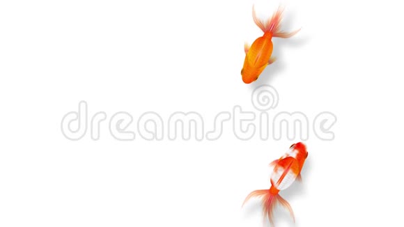金鱼游泳白色背景下美丽的海鱼CG动画红色和白色视频的预览图