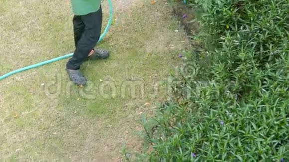 园丁浇灌绿色植物视频的预览图