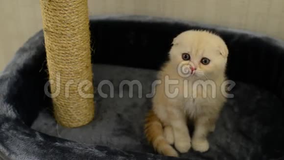 北哥小猫坐在搔痒的柱子上视频的预览图