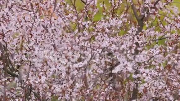 春天的树盛开视频的预览图