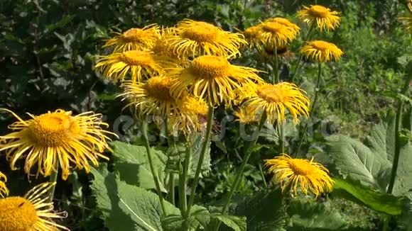 花园中开花的黄头植物视频的预览图