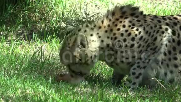 南非猎豹在大草原上捕食视频的预览图