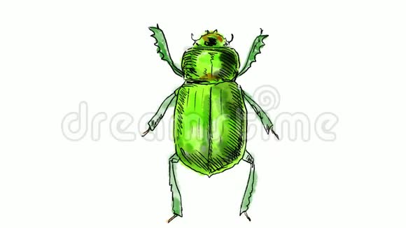 绿色甲壳虫绘图时间延时2D动画视频的预览图