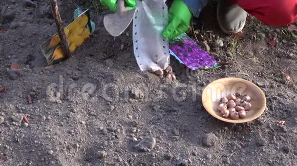 园丁戴橡胶手套种植番红花植物视频的预览图