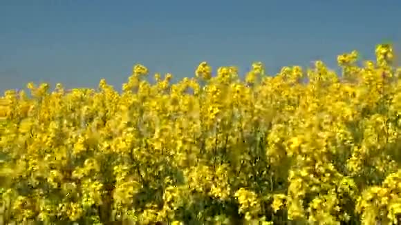 油菜作物种植地阳光明媚的夏日油菜地视频的预览图
