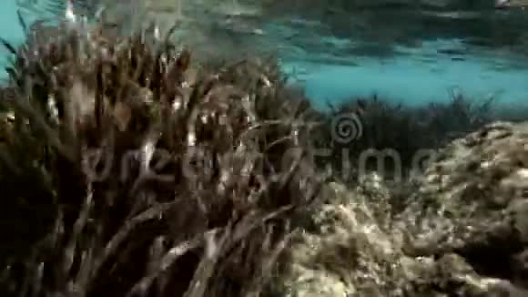 未受污染的海洋环境视频的预览图
