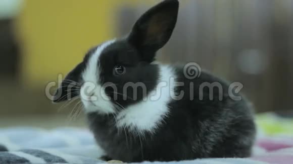 黑白兔宝宝小兔视频的预览图