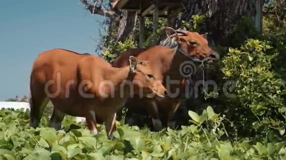 两头巴厘岛班腾奶牛站在草地上吃树旁的叶子然后转过头来视频的预览图