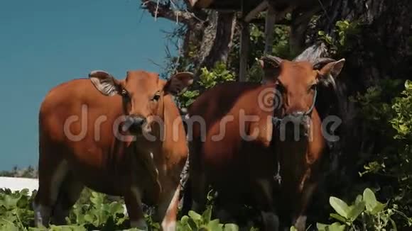 两头巴厘岛班腾奶牛站在靠近树木的草地上看着镜头视频的预览图