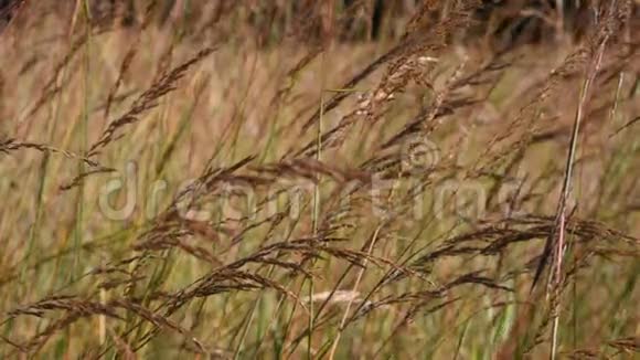 印度草豆在风中飘荡视频的预览图